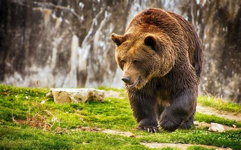 Ursus (mammal) .